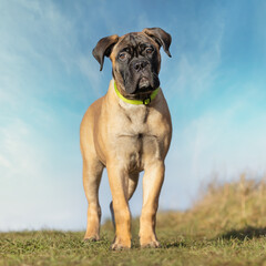Portrait of a bullmastiff