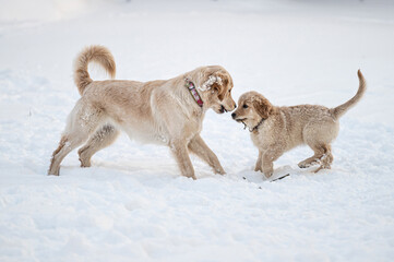 two golden retrievers run and play in the snow