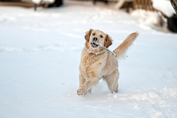small golden retriever puppy playing in the snow