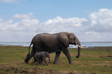 Elephant and baby