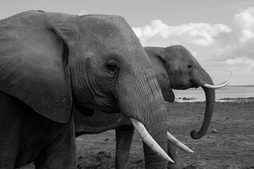 Portrait of wild elephants in Kenya
