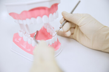 Fototapeta na wymiar Dentist in gloves working with jaw model