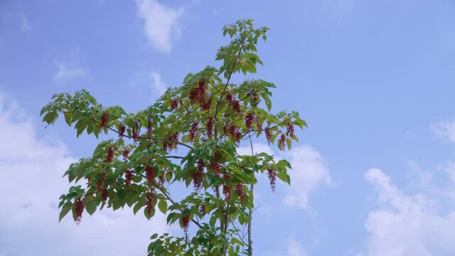 Schisandra chinensis or five-flavor berry. Fresh red ripe berries