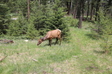 Beautiful deer is playing in the forest. Wonderful road trip through Banff and Jasper national park in British Columbia, Canada. An amazing day in Vancouver. What a beautiful nature in Canada.