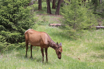 Naklejka na ściany i meble Beautiful deer is playing in the forest. Wonderful road trip through Banff and Jasper national park in British Columbia, Canada. An amazing day in Vancouver. What a beautiful nature in Canada.