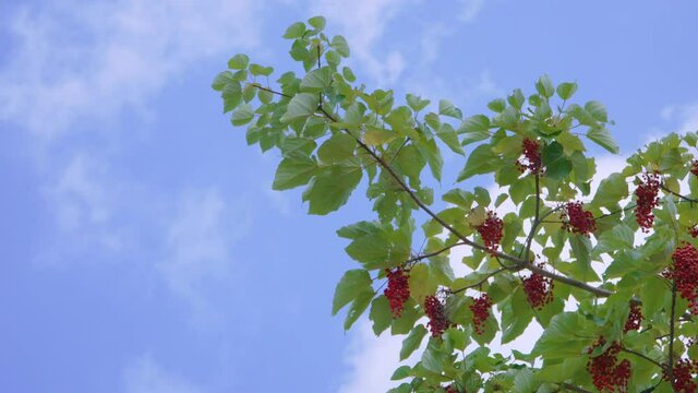 Schisandra chinensis or five-flavor berry. Fresh red ripe berries