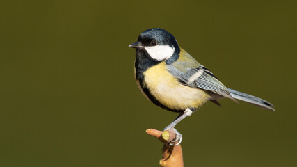 Great Tit