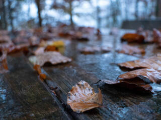 Table in forest