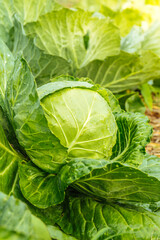 cabbage in the garden