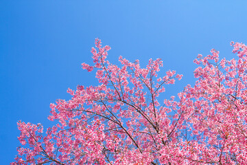 Wild Himalayan Cherry flowers or Sakura across blue sky use as background