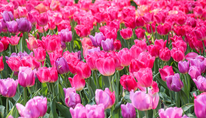 Close up of beautiful pink tulips in the garden, Spring season background