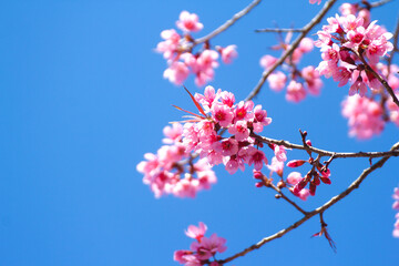 Close up of Wild Himalayan Cherry flowers or Sakura across blue sky