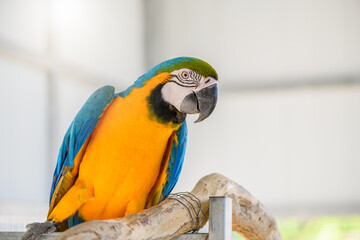 beautiful blue with yellow  macaw parrot perched on a branch, pet bird concept