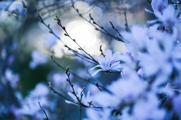 Spring background
