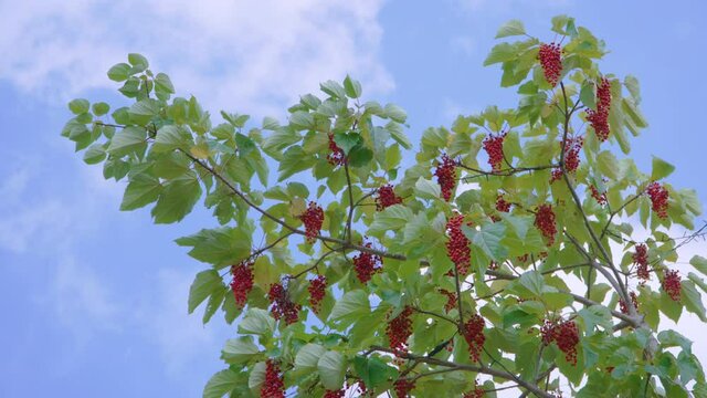 Schisandra chinensis or five-flavor berry. Fresh red ripe berries