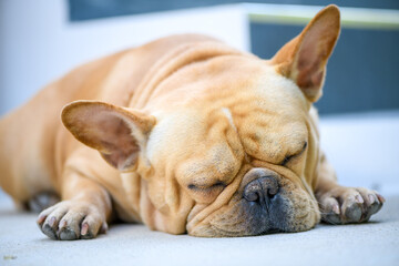 french bulldog sleep on floor, rest and relax animal