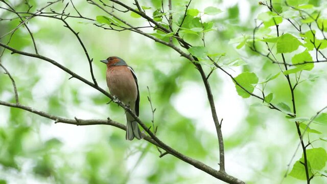 Adult male Common chaffinch, Fringilla coelebs standing on a Birch branch on a spring evening in Estonian boreal forest.	