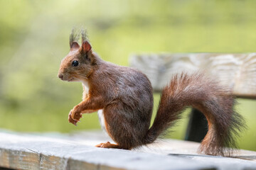 Eichhörnchen