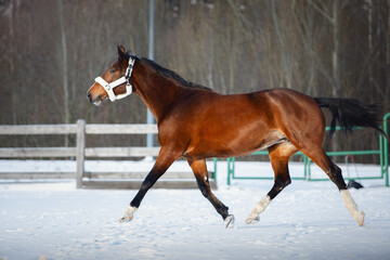 closeup portrait of young hanoverian mare horse trotting in snow paddock in winter