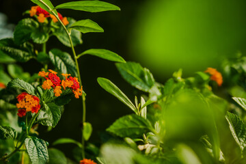orange flower in the garden