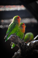 The rosy-faced lovebird, also known as the rosy-collared or peach-faced lovebird, is a species of lovebird native to arid regions in southwestern Africa such as the Namib Desert.