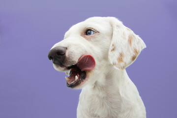 Portrait hungry puppy dog licking its lips looking side head. Isolated on purple background - obrazy, fototapety, plakaty