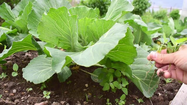 Farmer gets rid of weeds in a cabbage patch. Eco-friendly agriculture. Harvested without antioxidants and GMOs.