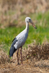 Asian Openbill