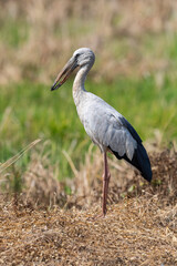 Asian Openbill