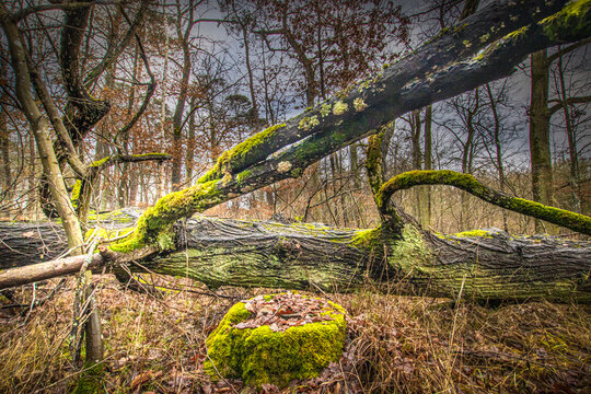 a fallen tree in the forest covered with green moss