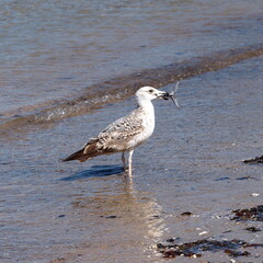 Seagull with fish in its beak on the coast sea. Wild bird with prey. 