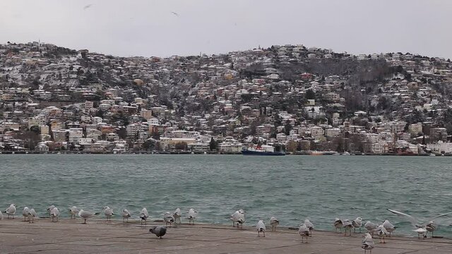 Group of wild seagulls, which flying against blue sky. Panoramic view of Famous tourist place Tarabya with seagulls on the front, Istanbul, Turkey