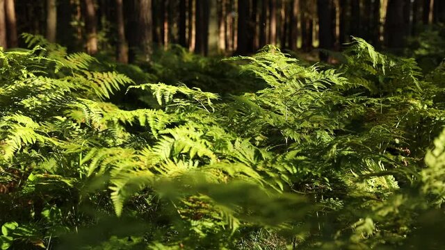 Fluttering green fern leaves in the wind during the gold summer afternoon