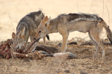 Black-backed Jackal in the Kgalagadi
