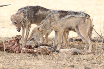 Black-backed Jackal in the Kgalagadi