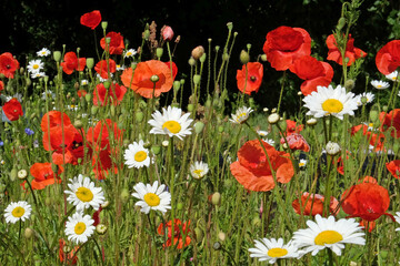 Red poppies and white chamomile flowers in a wildflower meadow