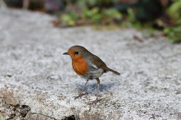 robin in the woods