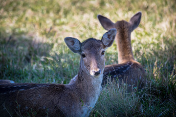 Two deer lying in the shade in grass field.