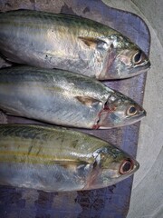 fresh fish in a market