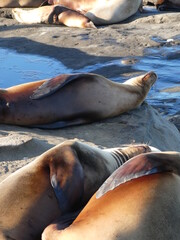 sea lions on the beach