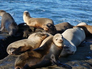 Fototapeta premium state sea lion on rocks in san diego