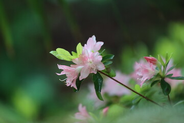 flowers in the garden