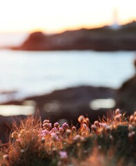 Flowers at sunset