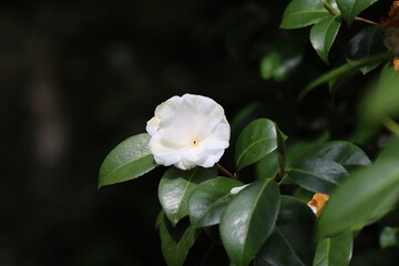 Obraz na płótnie Canvas white flower in the garden