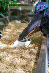 Petting  a cute brown bunny in a wooden cage by a hijabi girl.