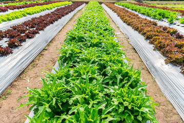 Organic vegetable grow in soil on vegetable bed in organic farm.