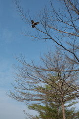 The trees and branches are against the blue sky