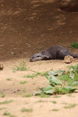Otter On The Ground