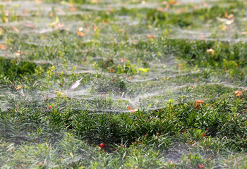 Yew hedge with red berries and spider`s web.