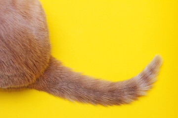Part of a red cat, rear view. The tip of a red cat's tail.